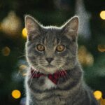 jason-mayer-ggTkFFI5DsY-unsplash